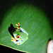 Red-eyed Tree Frog