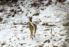 Weißschwanz-Hirsch