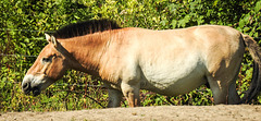 20190822 5445CPw [D~H] Przewalski-Pferd, Wisentgehege, Springe