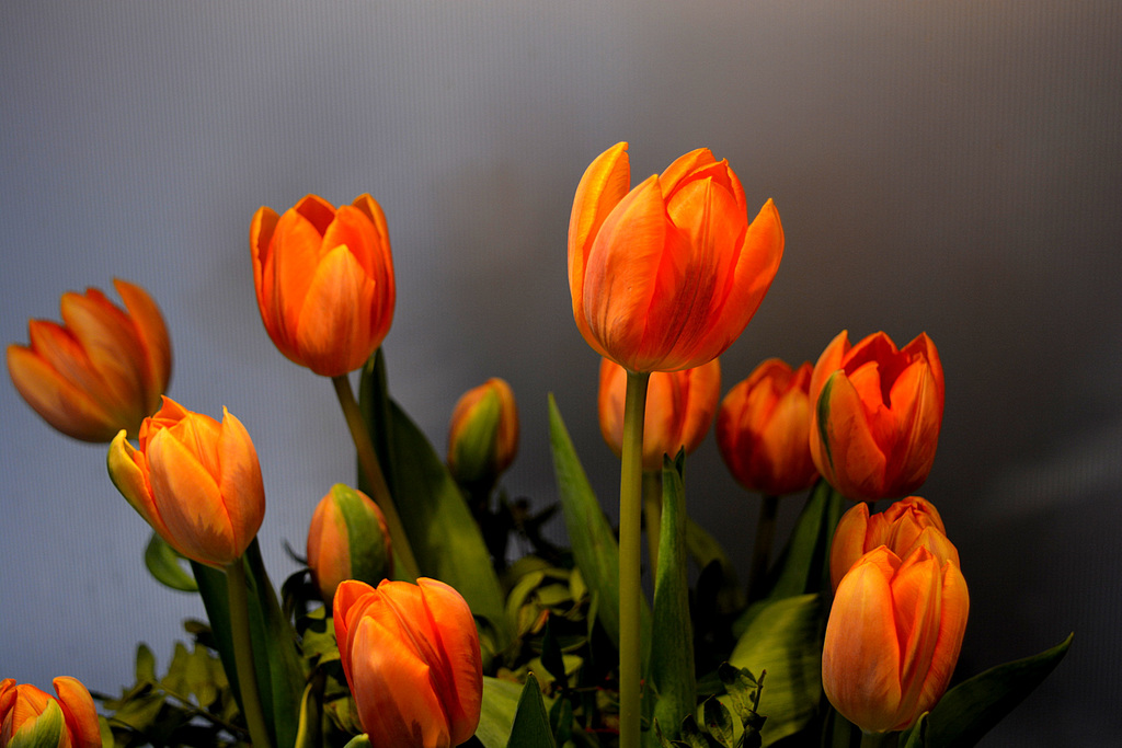 Tulpen