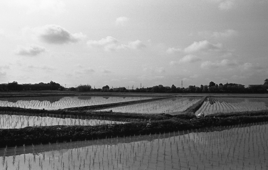 Ridges in paddy  fields