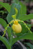 Cypripedium parviflorum var. pubescens (Large Yellow Lady's-slipper orchid)