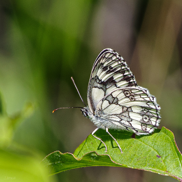 Schachbrett (Melanargia galathea)