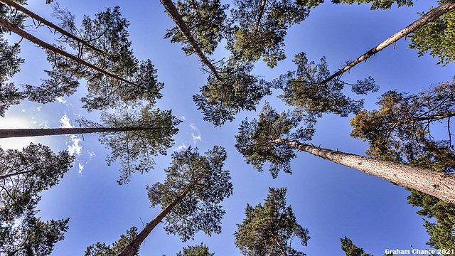 Pine trees converging