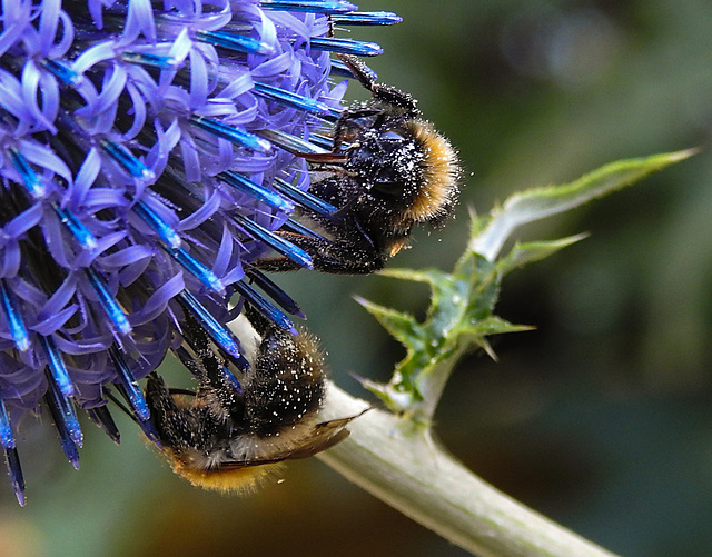 20220720 1515CPw [D~LIP] Kugeldistel, Ackerhummel (Bombus pascuorum), Dunkle Erdhummel (Bombus terrestris), Bad Salzuflen