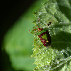 Stink Bug / Banasa dimidiata