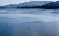 Shetland