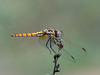 Violet Dropwing f (Trithemis annulata) DSB 1641