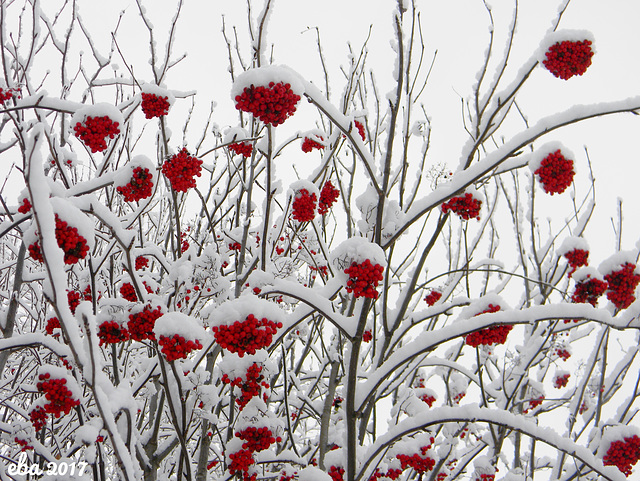 Rowan Berries