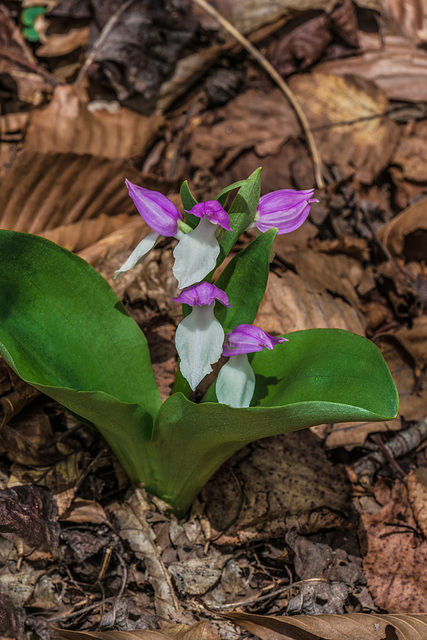 Galearis spectabilis (Showy orchis)