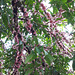 Fluffy pink tree