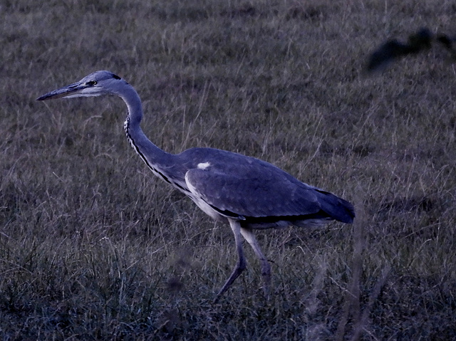 Twillight Heron