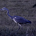 Twillight Heron