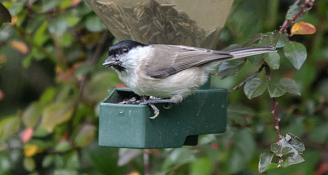 20151018 9421VRTw [D~RI] Weidenmeise (Poecile montanus), Rinteln