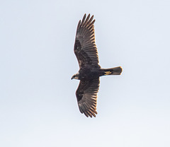 Marsh harrier