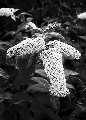 Butterfly Bush