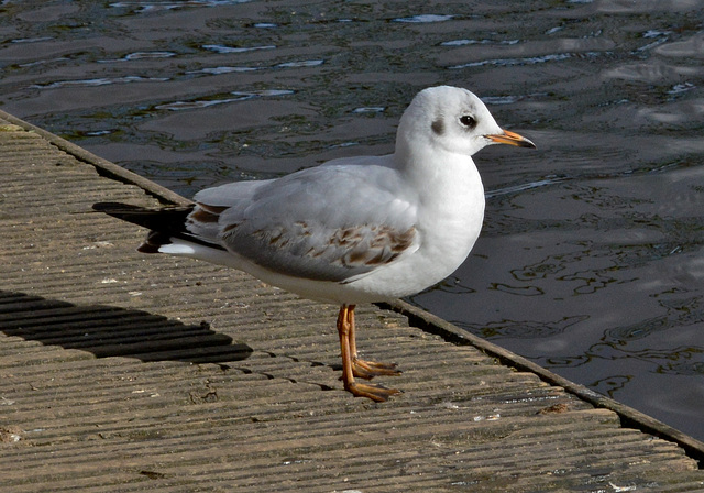 Young Black-headed Gull