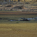 Hipopotamoj kaŝitaj sub akvo kovrita de algoj. Okavango-Delto