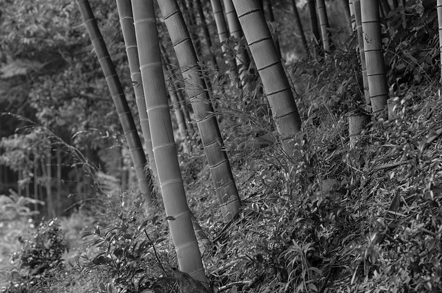 Bamboo