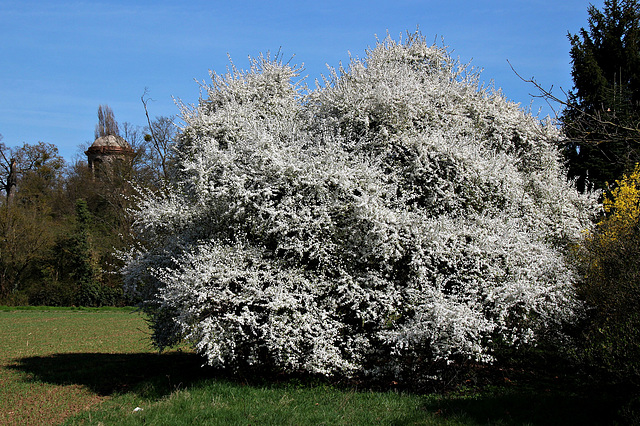 Blüten in Weiss