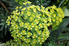 Euphorbia characias subp wulfenii (6)