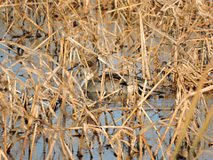 Northern Pintail