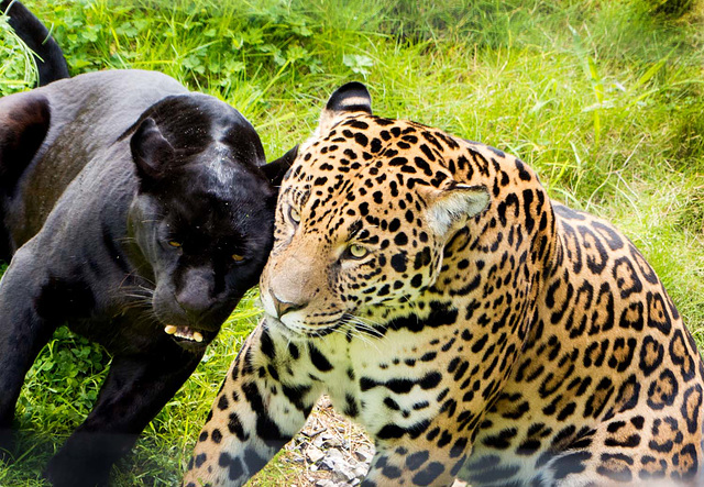 Panther meets jaguar