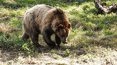 20190822 5448CPw [D~H] Braunbär, Wisentgehege, Springe