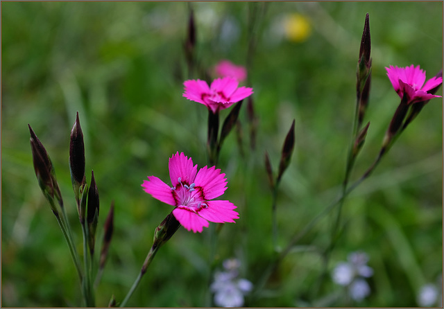 Feral dianthus