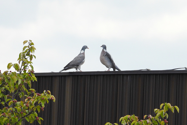 Pigeon English