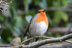 Mr. Robin