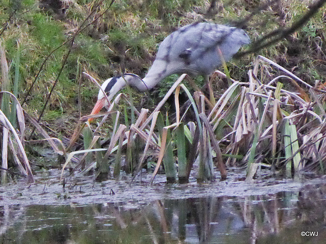 "Our" Great Blue Heron hunting newts for its supper this evening