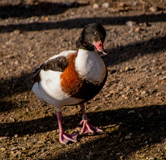 Shelduck