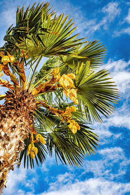 Palm Blossom at Lake Garda