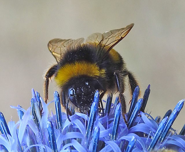 20220720 1523CPw [D~LIP] Kugeldistel, Kugeldistel, Dunkle Erdhummel (Bombus terestris), Bad Salzuflen