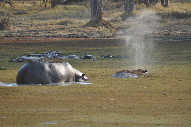 Hipopotamo elspruĉas akvon kiam eliras por spiri. Okavango-Delto