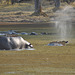 Hipopotamo elspruĉas akvon kiam eliras por spiri. Okavango-Delto