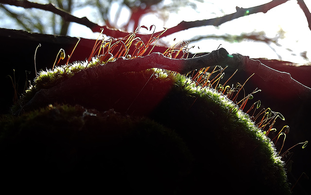 Moss