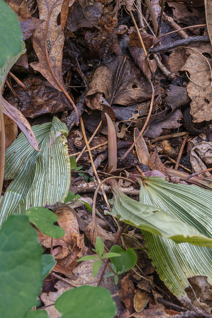 Aplectrum hyemale (Putty-root orchid)