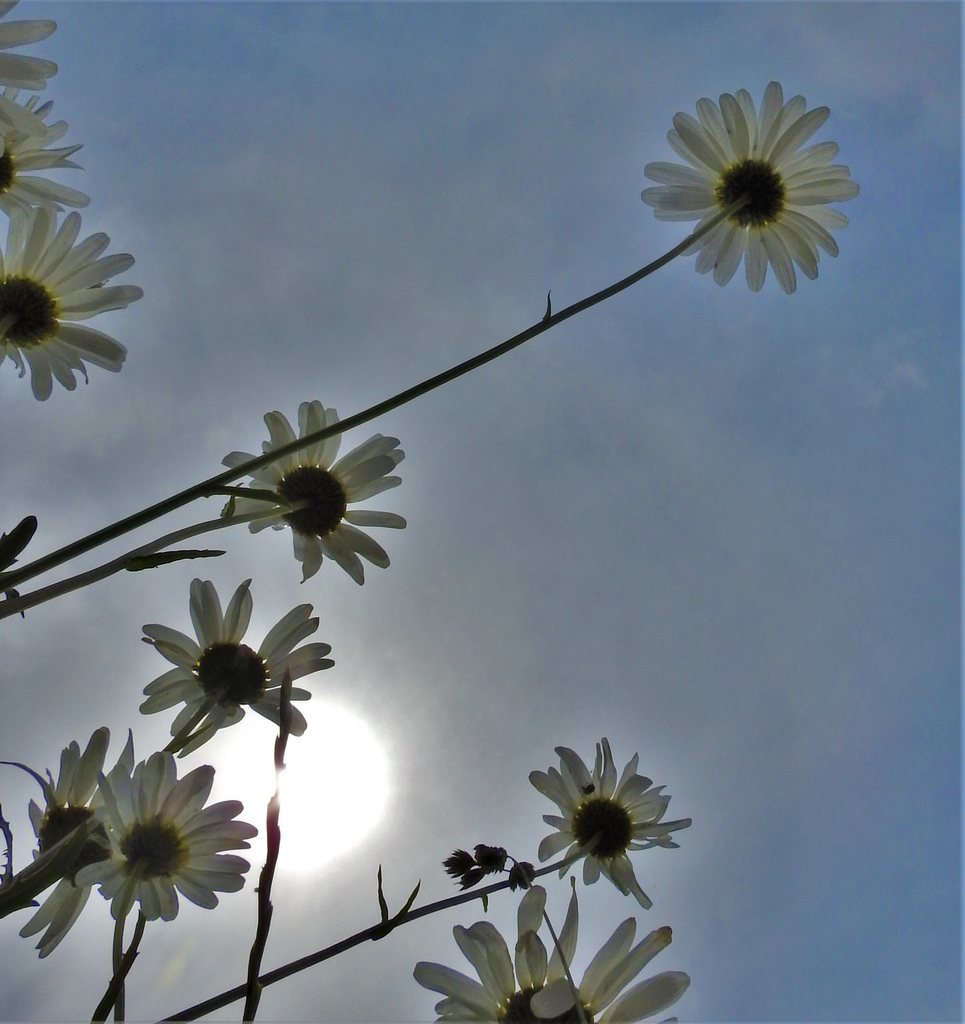 Die letzten Margeriten