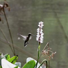 Ruby-throated hummingbird