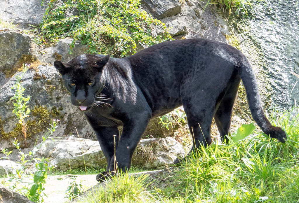 Panther prowling