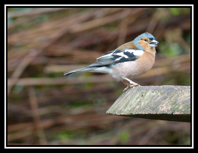 Thurstaston hide