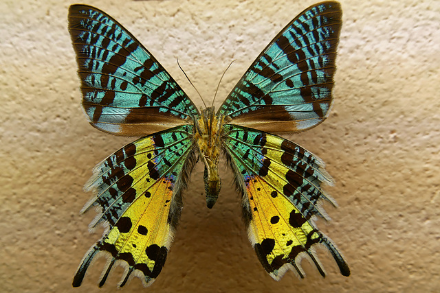 Chrysiridia madagascariensis (Madagascar)