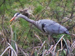 "Our" Great Blue Heron hunting newts for its supper this evening