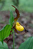 Cypripedium parviflorum var parviflorum (Small Yellow Lady's-slipper orchid)