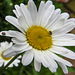 20210604 0354CPw [D~LIP] Wollkrautblütenkäfer (Anthrenus verbasci), Wiesen-Margerite (Leucanthemum vulgare agg), Bad Salzuflen