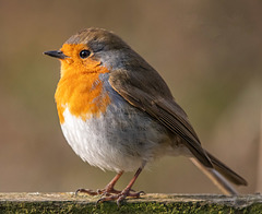 Robin