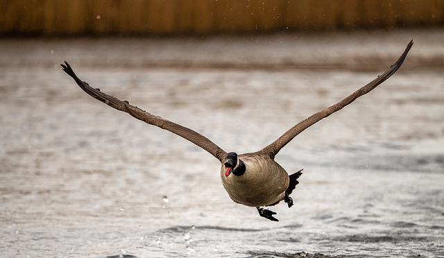 Canada goose