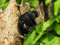 20220514 0922CPw [D~LIP] Amsel, Bad Salzuflen